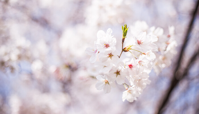 樱花先开花后长叶