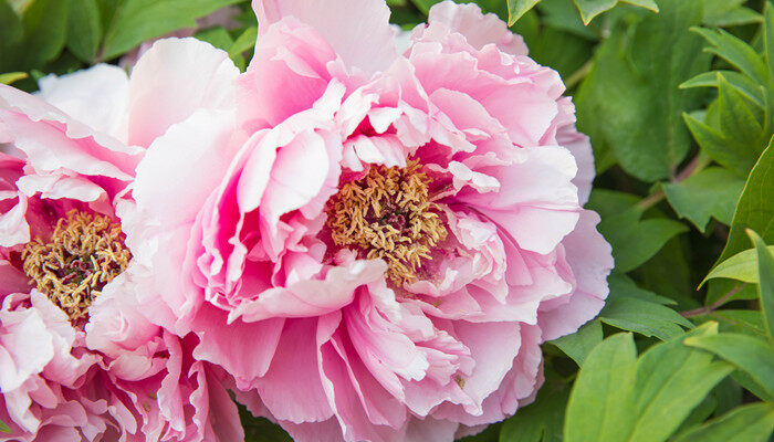 花的颜色及花名 花的颜色及花名有哪些