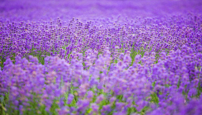 紫色薰衣草的花语 紫色薰衣草代表什么