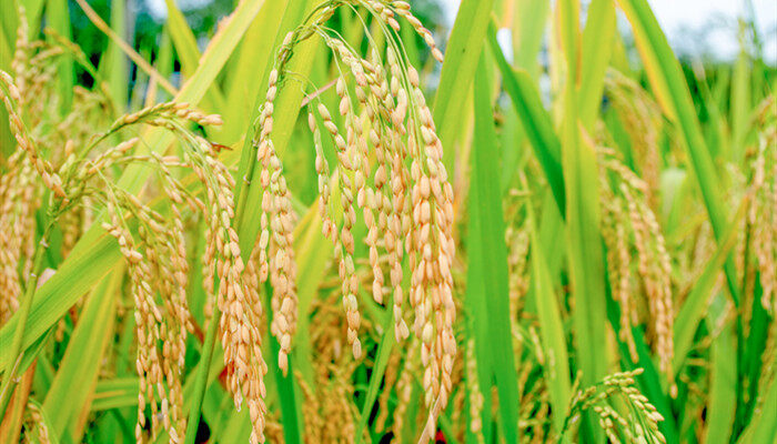 水稻种植技术与管理 水稻种植技术与管理是什么
