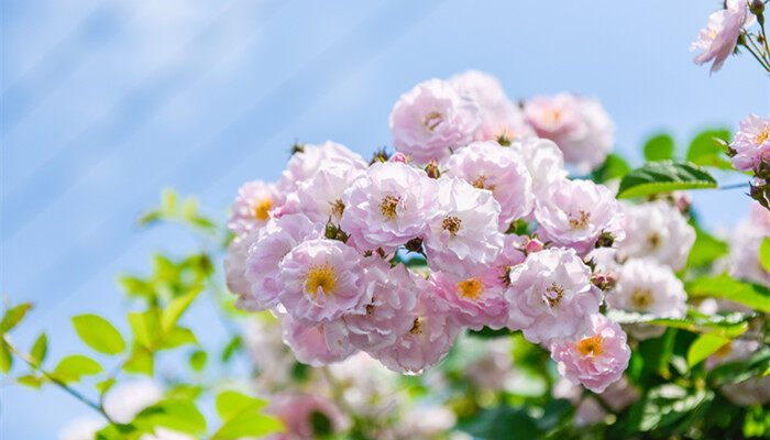 西府海棠的花语 西府海棠的花语是什么