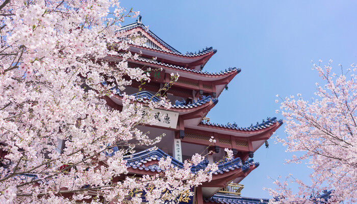 南京鸡鸣寺樱花是什么品种 南京鸡鸣寺樱花是啥品种