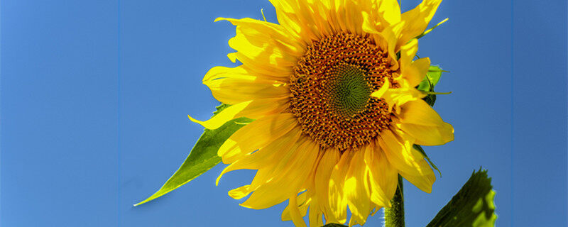 太阳花隔着玻璃晒太阳行吗 太阳花隔着玻璃晒太阳可以吗