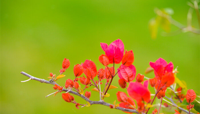 叶子花是三角梅吗 叶子花是不是三角梅