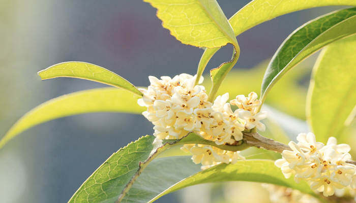 桂花品质 桂花品质和精神