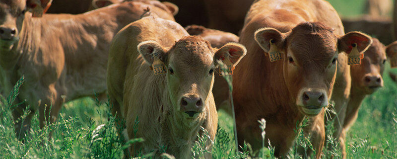 一头牛一年吃多少草料 一头牛一年要吃多少草料