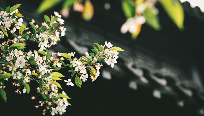 完全花有哪些花 完全花包括哪些花